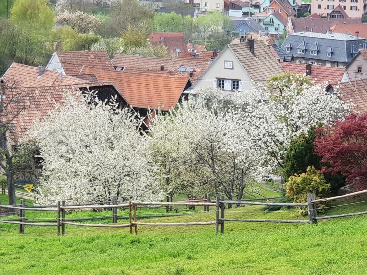 Petit Week End Dans La Vallee Breitenbach-Haut-Rhin Exterior photo